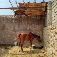 اسب مادیون|اسب و تجهیزات اسب‌سواری|ویسیان, |دیوار