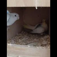 جفت عروس دوکت،لوتینو،البینو مولد۱۰۰ و نر و ماده تک