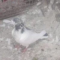 پرشی|پرنده|تهران, چوب تراش|دیوار