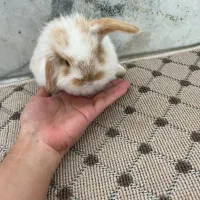 خرگوش لوپ سه عدد|موش و خرگوش|بابل, |دیوار