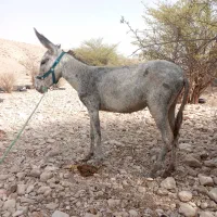 کره الاغ ماده