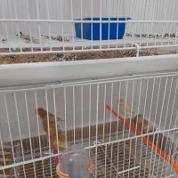 قناری رنگی اورجینال