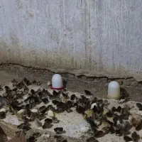 فروشندگی جوجه و اردک