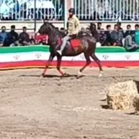 اسب|اسب و تجهیزات اسب‌سواری|تهران, چیتگر شمالی|دیوار