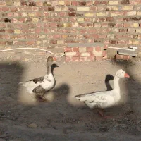 3تا بط صحیح و سالم با ضمانت تخم گذاری|حیوانات مزرعه|زابل, |دیوار