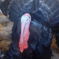 فروش بوقلمون دوساله خرت محلی