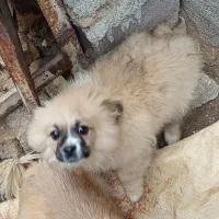 یک عدد توله سگ پاکوتاه