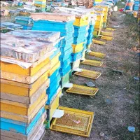 فروش عسل شان به صورت عمده و خرده..|خوردنی و آشامیدنی|مشگین شهر, |دیوار