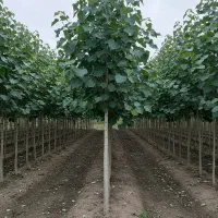 فروش نهال صنوبر صنعتی در بوشهر با قیمت عمده