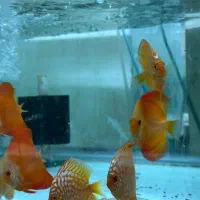 دیسکس|ماهی|پردیس, فاز ۱|دیوار