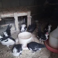 مرغ و جوجه و خروس گلین|حیوانات مزرعه|اصفهان, درب سیبه علیا|دیوار