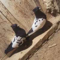 کبوتر