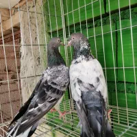 کبوتر کمانگر|پرنده|میناب, |دیوار