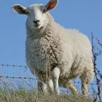 فروش ۲ راس بره نر