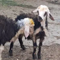 دو راس بره ماده پلنگی بروجردی