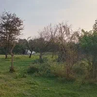 زمین ۷۰۵ متری درگیلان|فروش زمین و ملک کلنگی|ماکلوان, |دیوار