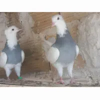 کبوتر کفتر  طوقی صحرایی