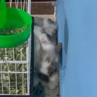 خرگوش لوپ نر با قفس|موش و خرگوش|ساری, |دیوار