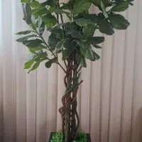 درختچه وارداتی