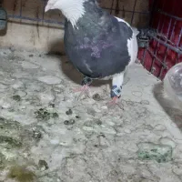 کبوتر طوقی|پرنده|تهران, شهرک شریفی|دیوار