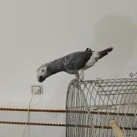 طوطی کاسکو