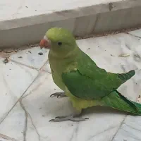 طوطی ملنگو