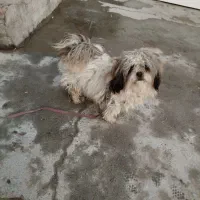 سگ پا کوتاه|سگ|کنگاور, |دیوار