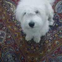 سگ پاپی|سگ|تربتحیدریه, شهرک ولیعصر|دیوار