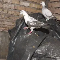 جفت نر ماده درست حسابی