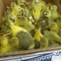 جوجه محلی وجوجه غاز محلی ۳روزه|حیوانات مزرعه|گلوگاه بابل (گلیا), |دیوار