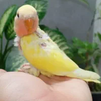 جوجه طوطی برزیلی|پرنده|تهران, کیانشهر|دیوار