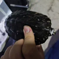 ماهی|ماهی|اراک, |دیوار