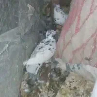 کبوتر پرشی|پرنده|بردسکن, |دیوار