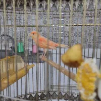 قناری ماده آماده شده