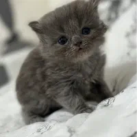 گربه بیریتیش بلو سوپر کیفیت