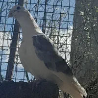 یک عدد نره پلاکی مست مست