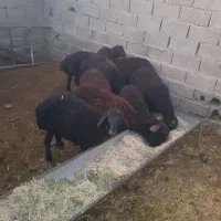 بره نر غره قزل