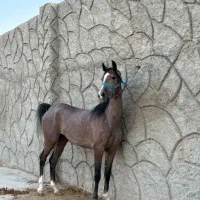 اسب دم گیر و شجره دار|اسب و تجهیزات اسب‌سواری|اصفهان, قهجاورستان|دیوار