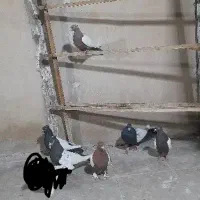 کفتررنگی|پرنده|قم, گلزار|دیوار