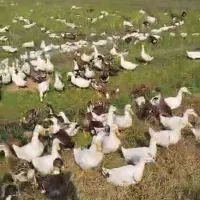 اردک محلی تعداد بالا