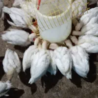 فروش بوقلمون بیوتی ۲۵روزه واکسن خورده