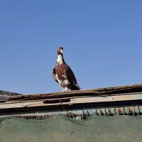 دورگ|پرنده|بندر ماهشهر, |دیوار