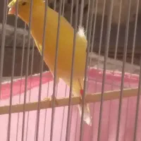 ۲ عدد نرقناری کاکلی و۳ قناری ازنظر جنسیت نامعلوم|پرنده|شاهرود, |دیوار