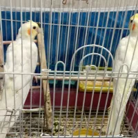 عروس هلندی جفت با جوجه و تخم با یک عدد ماده دستی|پرنده|اصفهان, باغ فدک|دیوار