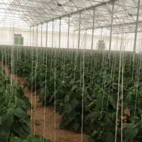 کارگر گلخانه