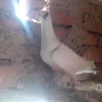 کفتر .. کبوتر|پرنده|زهان, |دیوار