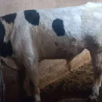 دوتا گاو با گوساله نه ماهه|حیوانات مزرعه|پلدشت, |دیوار