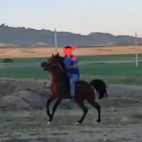 اسب|اسب و تجهیزات اسبسواری|همدان, |دیوار