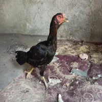 تیش ومرغ ترک افغان