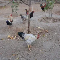 فروش دو عددخروس محلی